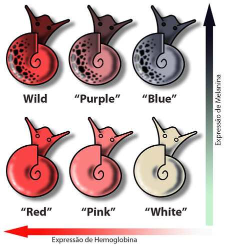 liste des couleurs possibles chez les planorbes
