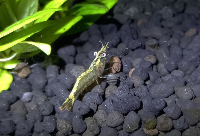 Pseudopalaemon gouldingi