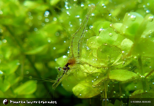 Pseudopalaemon bouvieri