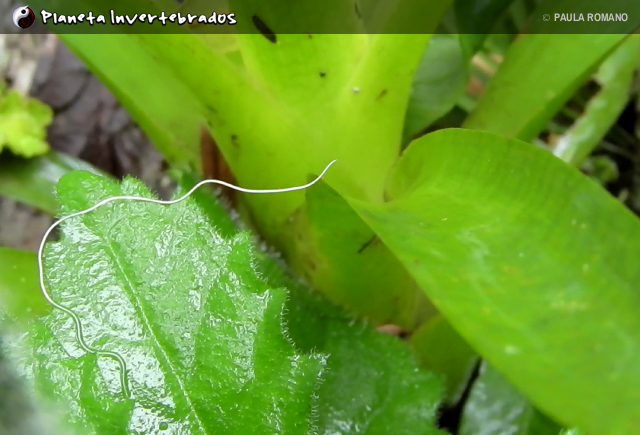 Planeta Invertebrados Brasil -
