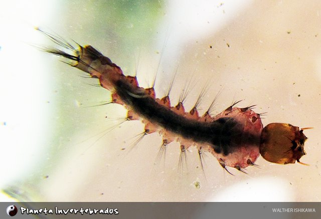 Planeta Invertebrados Brasil -